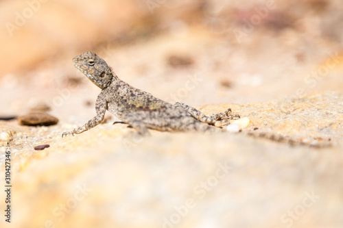 Close up of a grey-brown lizard lifting its head, sitting on a bright stone, Cederberg, South Africa photo