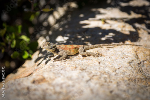 Lizard with an orange-green pattern on its back and a brown body, sitting on a stone in the sun, South Africa photo