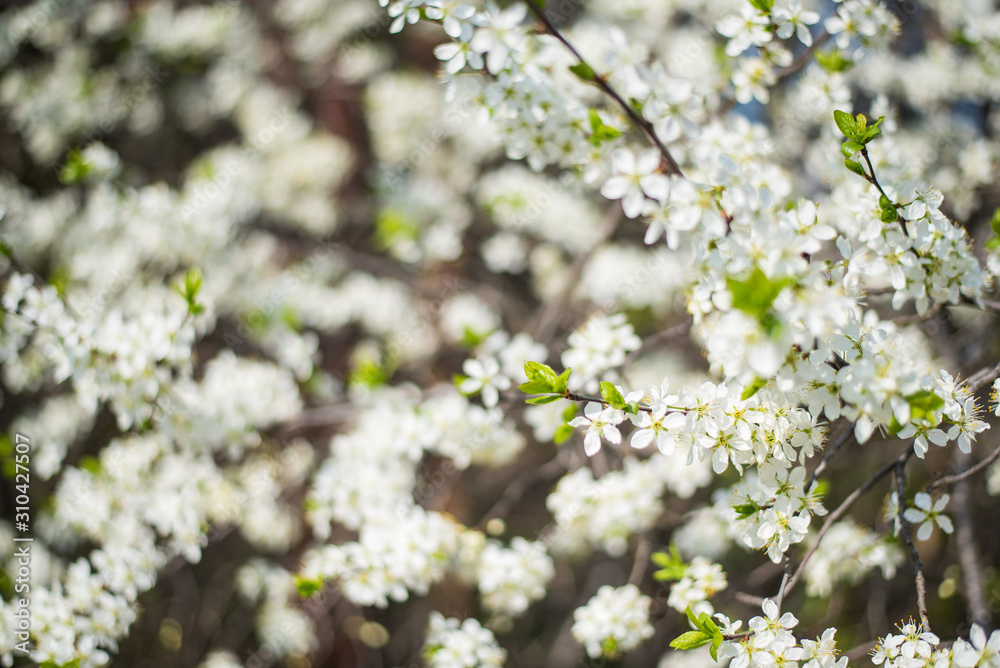 Bird Cherry Tree with White Little Blossoms. View of blooming Sweet Bird-Cherry Tree in Spring. Springtime flowers. Bird Cherry Tree with White Little Blossoms. View of blooming Sweet Bird-Cherry Tree in Spring. Springtime flowers.