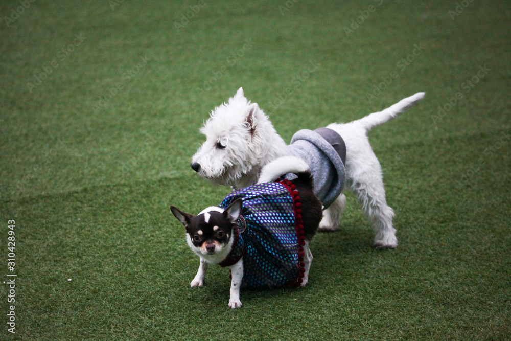 Happy puppies in a private playground Happy puppies in a private playground