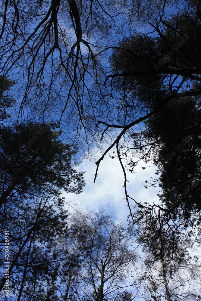 Obraz premium Coniferous forest