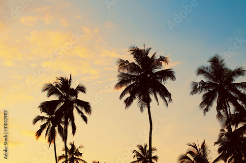 Dark silhouettes of coconut palm trees against colorful sunset  sky on tropical island. Vacation and exotic travel concept background. © Androlia