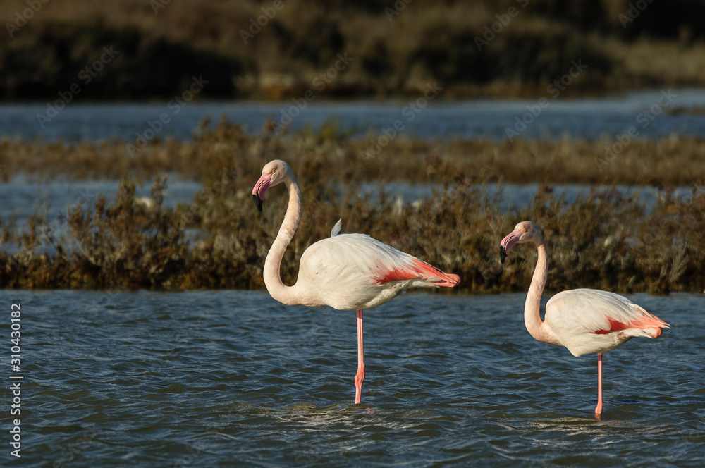 Obraz premium Flamencos en la Camarga francesa