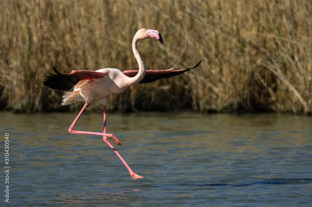 Fototapeta premium Flamencos en la Camarga francesa