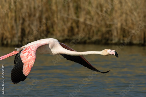 Flamencos en la Camarga francesa photo