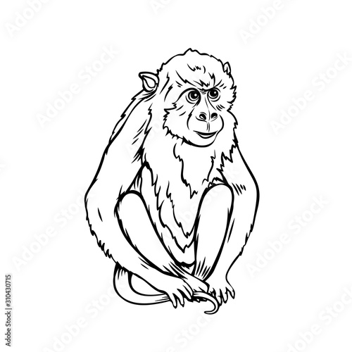 Monkey macaque icon