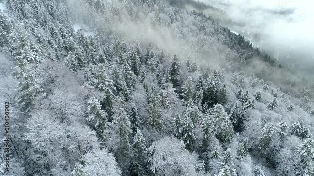 Aerial shot of winter trees in foggy mountains. Flying over marvelous view winter nature landscape with snowy trees, mist and mountain.