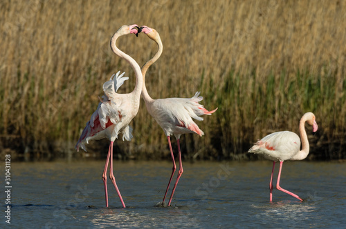 Flamencos en la Camarga francesa