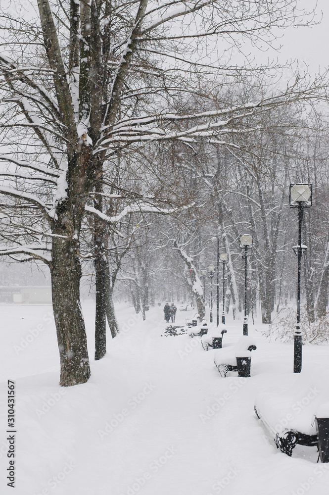 Fototapeta premium Winter lifestyle. Park covered with snow after heavy snowfalls. Couple walking in a distance