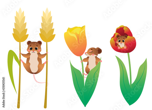 Cute cartoon vole on plants vector set. Voles in flowers, hanging on wheat. Forest animals for kids. Isolated on white background