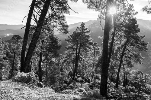 Fototapeta Naklejka Na Ścianę i Meble -  Trees in a forest at sunrise, Sierra De Cazorla, Jaen Province, Spain