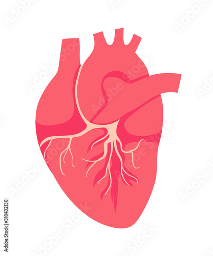 The heart is the internal organ of human. Symbol of Cardiology
