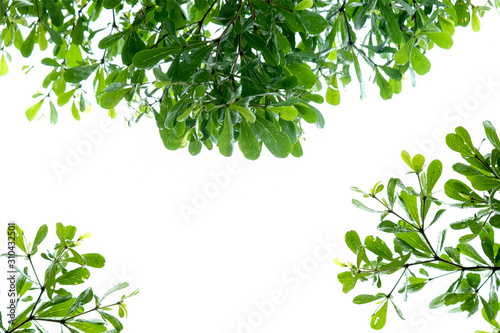 green leaf isolated on white background with copyspace. leaf terminalia tree.