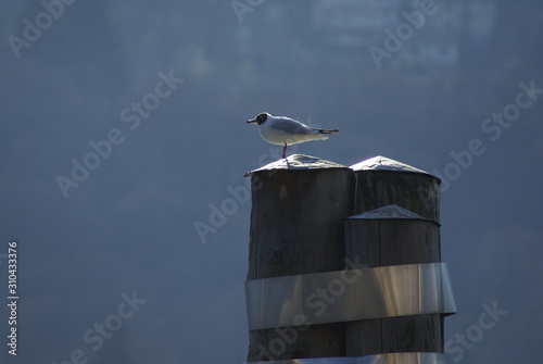 Lago Maggiore, an der Seepromenade photo