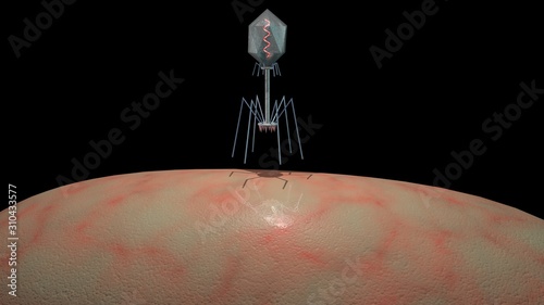 Phage therapy ,  Bacteriophage virus landing on bacteria . Injecting DNA. 3d rendering illustration photo