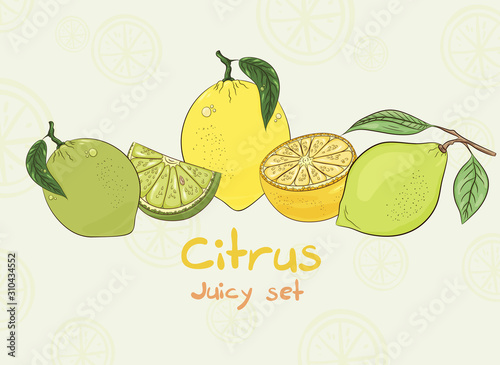 Lemon and lime set. Colorful vector illustration. Juicy fruit collection 