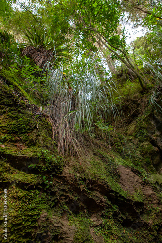 Ferns. New Zealand