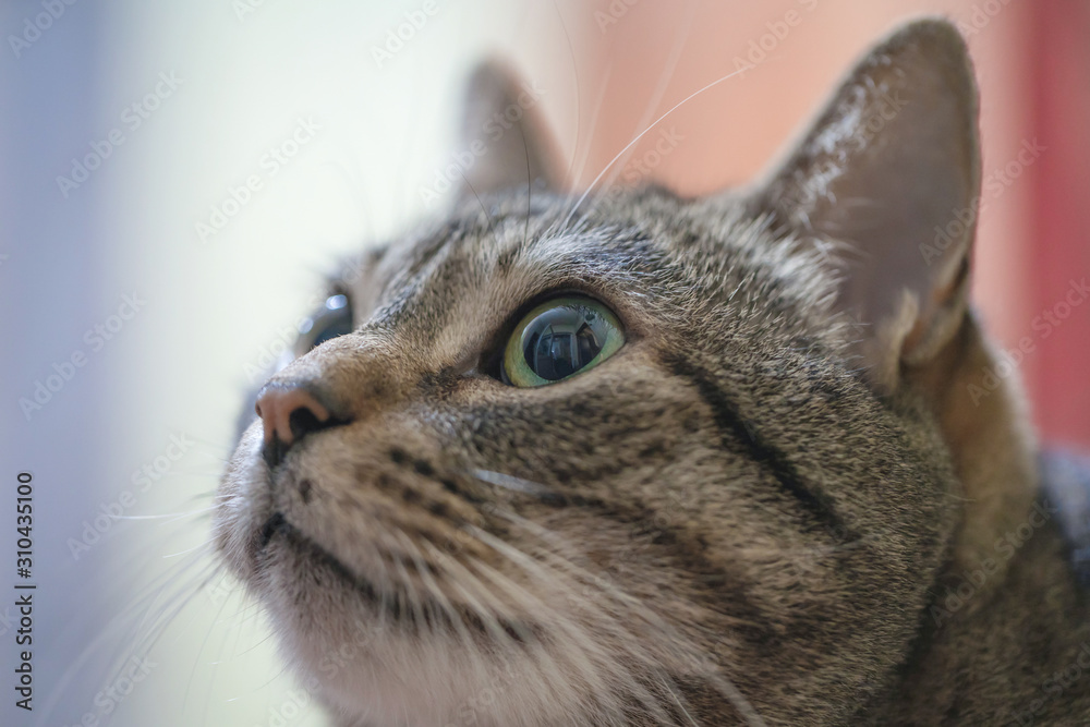 muzzle of a tabby cat with big eyes, close up,soft focus