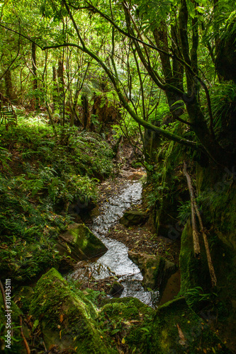 Ferns. New Zealand