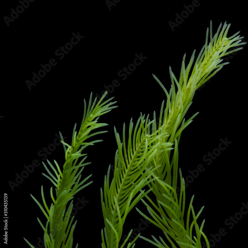 seaweed isolated on black background