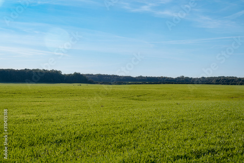 green meadow under blue sky on a clear sunny day