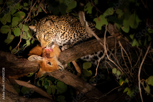 Leopard licking hunted puku over tree at night