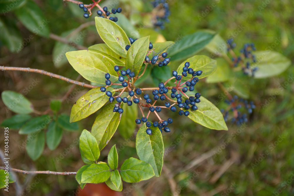 Viburnum tinus. Black berries on the Bush on the background of nature Viburnum tinus. Black berries on the Bush on the background of nature