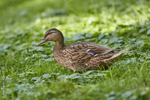 Mallard Female wild duck in the grass