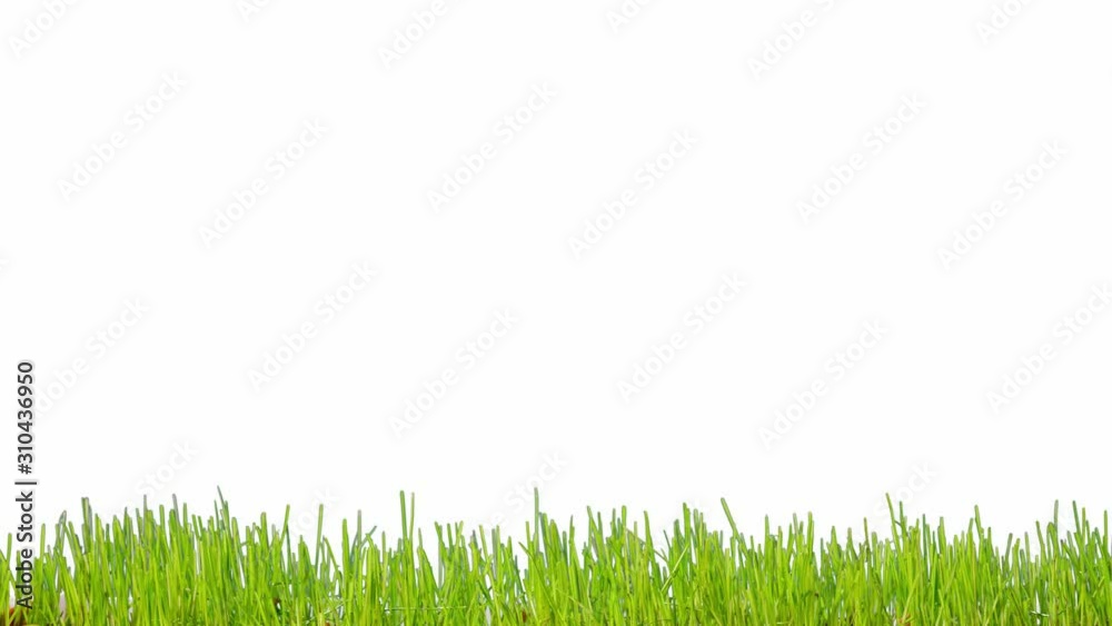 Green grass growth on white background time lapse Green grass growth on white background time lapse