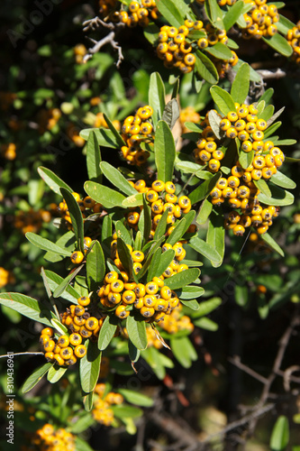 Pyracantha angustifolia is a genus of spiny evergreen shrubs in the family Rosaceae.