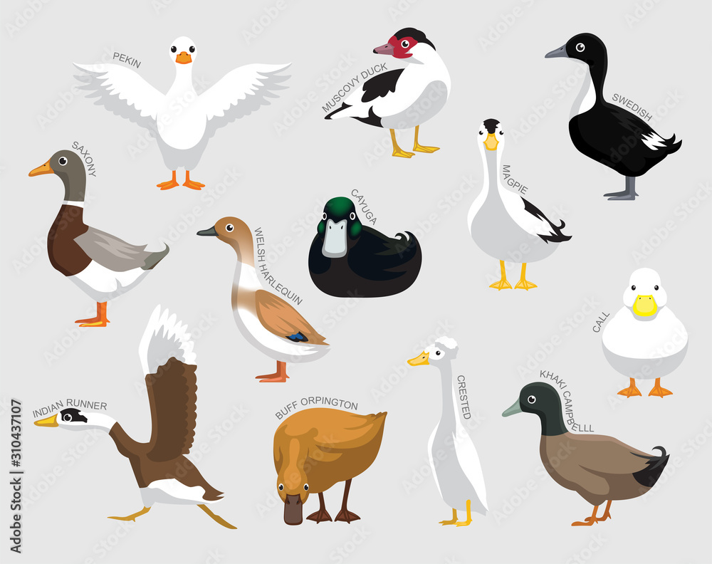 Fototapeta premium Domestic Duck Set Various Kind Identify Cartoon Vector