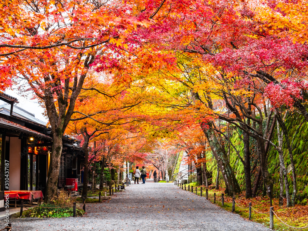 秋の京都　三千院　参道