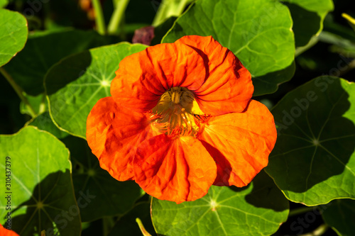 Nasturtium or tropaeolum orange a springtime summer flower plant