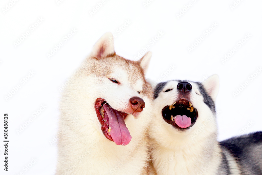 Both of Siberian Huskies smiling with white background. Couple of happy dogs.