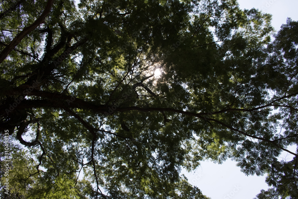 Sun covered by a tree Sun covered by a tree