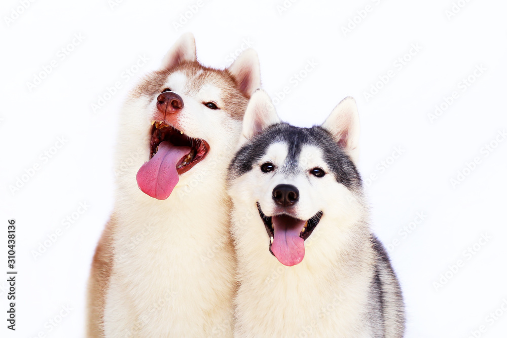 Both of Siberian Huskies smiling with white background. Happy dogs. Both of Siberian Huskies smiling with white background. Happy dogs.