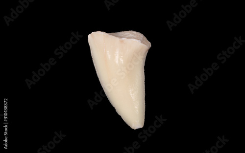 Shark tooth isolated