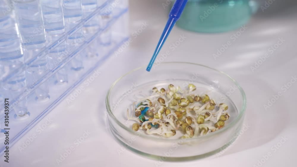 A scientist in a modern biotechnological laboratory conducts an experiment on plants. Pours a blue liquid or reagent on the seeds of plants. A scientist in a modern biotechnological laboratory conducts an experiment on plants. Pours a blue liquid or reagent on the seeds of plants.