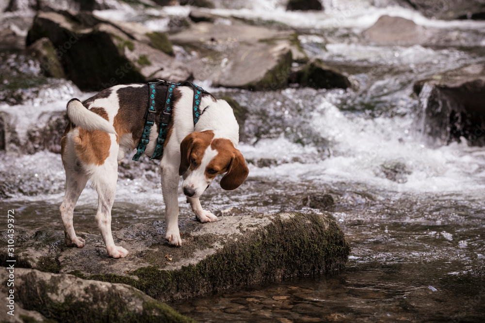 Beagle mit Gebirgsbach