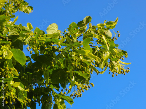 Ripe linden seeds, after flowering in the summer.