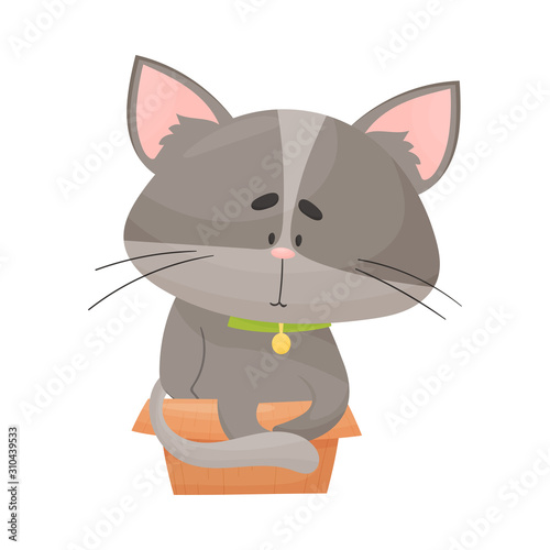 Fluffy Gray Colored Cat Sitting Inside Carton Box Vector Illustration