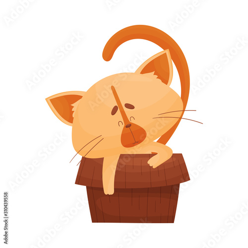 Fluffy Cat Sitting Inside Carton Box with His Paw Hanging Outside Vector Illustration