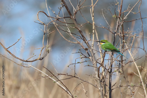 Swallow tailed African Bee-eater