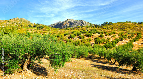Olivos en el Parque Natural de la Subbetica cerca de Priego, provincia de Córdoba Andalucía España