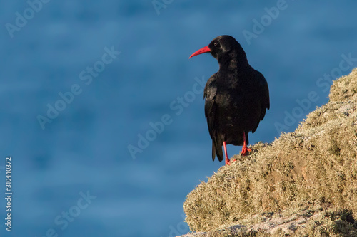 Cornish Chough on the Coast
