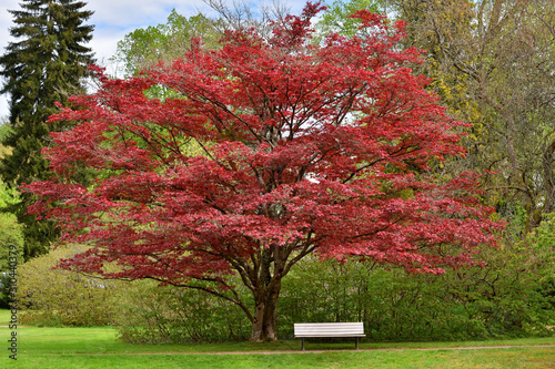 Beautiful Japanese red maple tree in a public park and white bench in the European city of Baden Baden.