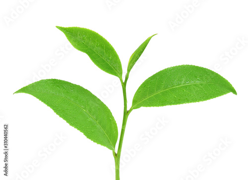 leaves Fresh green tea with drops of water isolated on white background.