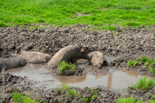 Foto Pigs in the mud