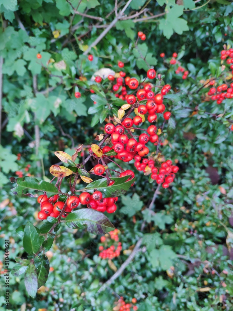 Obraz premium red berries on a bush