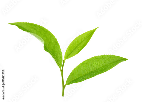 leaves Fresh green tea isolated on white background.
